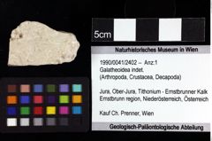 Foto (Objket + Etiketten) von Galatheoidea indet. 